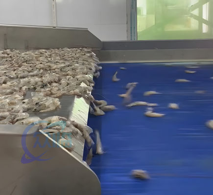 Automatic Light Sensitive Shrimp Head Screening Machine Intelligent Shrimp Head Sorting Machine