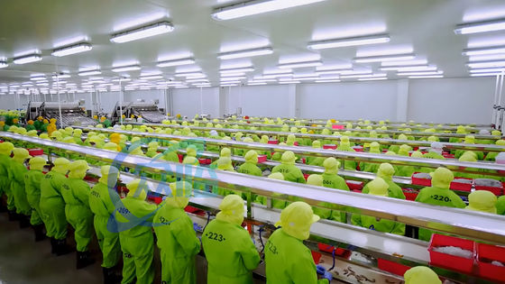 Bom preço Máquina de processamento de camarão estável de 3 kW 10000x1150x1550mm Prática on-line
