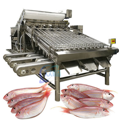 Bom preço Máquina industrial de classificação de peixe SUS304, Máquina de classificação de frutos do mar Multiscene on-line