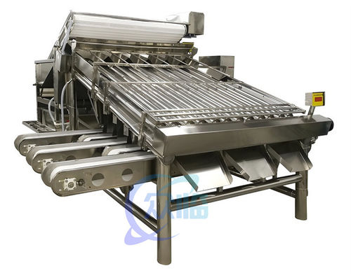 Máquina de classificação de camarão pequena e estável Multiscene para classificação de peixes