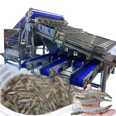 Máquina de classificação de camarão industrial