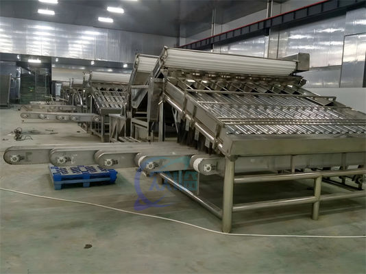 1500KG Fish Shrimp Grader Machine Multipurpose For Industrial