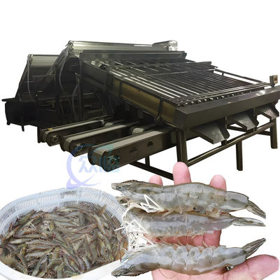 Multifunctional Shrimp Grading Machine Durable Stainless Steel
