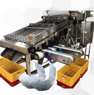 Máquina de classificação de camarão para processamento de frutos do mar 6000x3200x2200mm estável