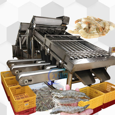 Bom preço 4.9KW SUS304 Máquina de classificação de camarão automática para classificação de tamanho de peixe on-line