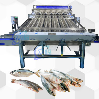 Bom preço Máquina de classificação de peixes à prova d'água Máquina de classificação de cavala Grande capacidade on-line