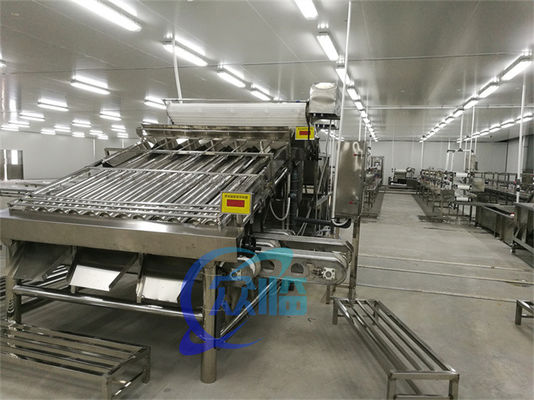 Classificação dos peixes comerciais para peixes pelágicos Máquina de classificação e dimensionamento dos peixes comerciais