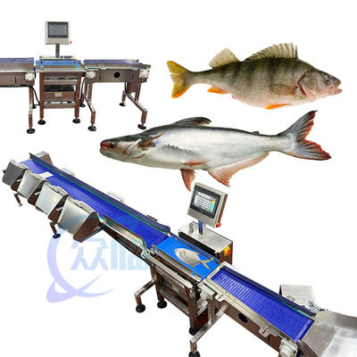 Bom preço 62m/min Especialidade Pesca Peso classificador de pescado em vivo máquina de classificação de peso de peixe Controle por computador on-line