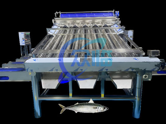 Máquina de triagem de sardinhas de grande capacidade Máquina de classificação de sardinhas 4,9KW