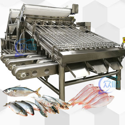 Bom preço Grande rendimento Gradeira de peixe inteiro com 18 rolos Máquina de classificação de peixe inteiro e tamanho de peixe on-line