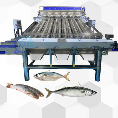 Máquina de classificação de rolos de peixe para peixes pelágicos e tamanho de peixe