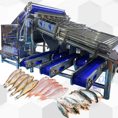 Bom preço Máquina de dimensionamento de peixe de pequena capacidade Máquina de classificação de peixe pequena Alta estabilidade on-line