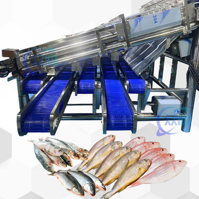 Bom preço Máquina de classificação de peixes pelágicos de alta estabilidade e eficiência Máquina de dimensionamento de peixes pelágicos on-line