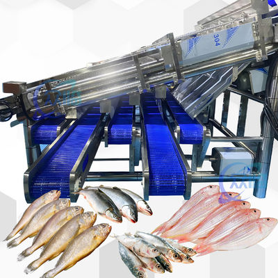 Máquina de dimensionamento de sardinha de grande rendimento com linha automática de classificação de sardinha de 12 rolos