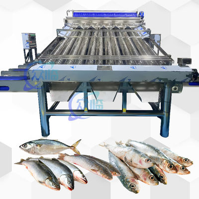 Máquina de triagem de transportadores de plástico Saury Máquina de triagem de croaker amarelo