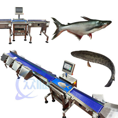 Anticorrosivo classificador de peso de peixe