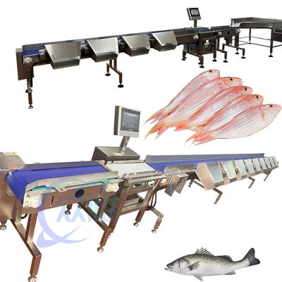 Máquina de classificação dos peixes pelágicos