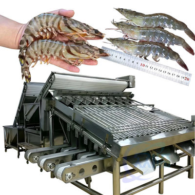 Bom preço Máquina de triagem de peixes de aço inoxidável 304 18 rolos on-line