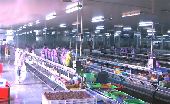 Bom preço 3.03KW Linha de produção de processamento de peixe Plataforma de montagem Linha de produção de descabeçamento de peixe Tabela on-line