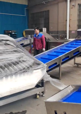 Classificador de peixes pelágicos de grande capacidade de 5 a 10 toneladas por hora para linha automática de classificação de peixes