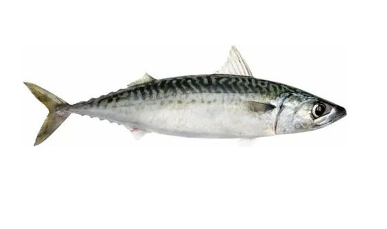 Quatro estilos Automática linha de classificação de peixes pelágicos e equipamento de classificação de peixes pequenos