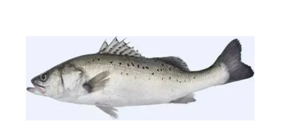 Bom preço Quatro estilos Linha automática de triagem de cavala e equipamento de classificação de peixes pequenos on-line