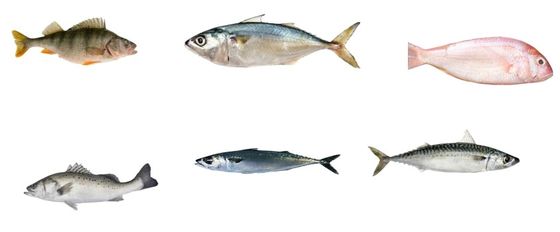 Linha de classificação automática de peixes e dimensionamento de outros peixes pequenos