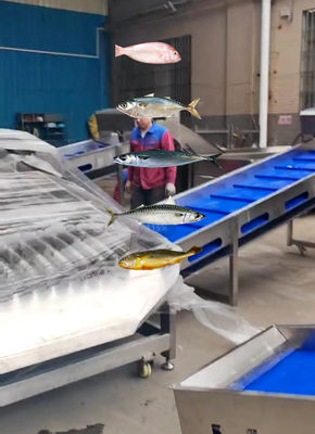A linha de classificação de peixes pelágicos mais precisa e a classificação de outros peixes pequenos com automática