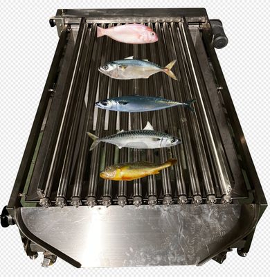 Linha de classificação de peixes de alta qualidade de controle PLC para classificação de peixes pequenos com automática