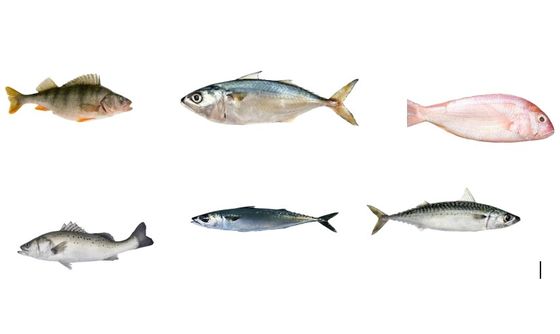 Bom preço Uma linha de classificação de peixes completa para classificar muitos tipos de peixes oceânicos on-line