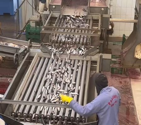 Bom preço 4 Modelos Automático de classificação de peixe e classificação de peixe pequeno Linha com 5-10T / h on-line