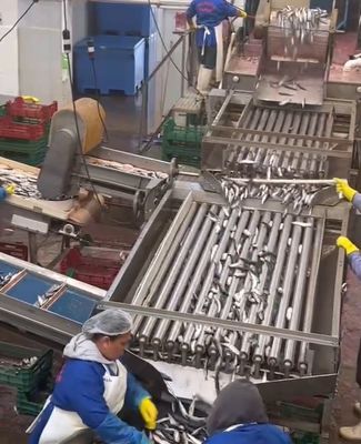 Bom preço 4 estilos Máquina automática de classificação de peixe e linha de classificação de peixe pequeno com 5-10T / h on-line