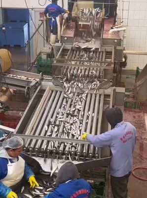 Bom preço Quatro Modelos Linha Automática de Processamento de Peixe e Linha de Seleção de Peixe Pequeno com 5-10T/H on-line