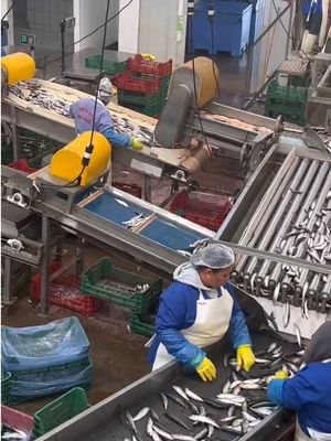 Quatro estilos Máquina automática de classificação de sardinhas e classificação de peixes pequenos