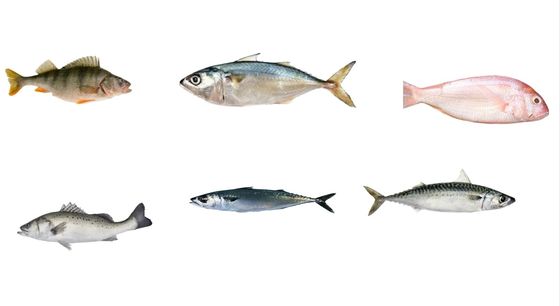 Bom preço Quatro estilos linha automática de pescado de tamanho e classificação linha de cavala com alta velocidade on-line