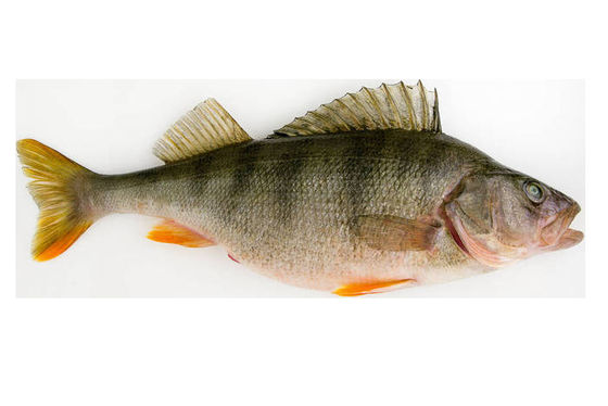 A maioria dos estilos máquina automática de classificação de peixe e tamanho de peixe com alto estável
