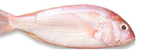 Quatro modelos de classificação automática de peixe e peixe do oceano de soring, dimensionamento de cavala de alta qualidade