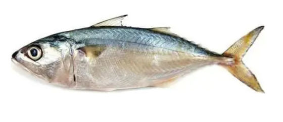 Quatro modelos Máquina automática de classificação de peixes e peixes do mar de alta qualidade