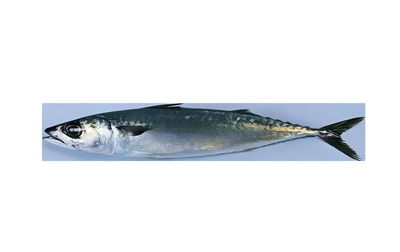 Quatro estilos máquina automática de classificação de peixe e classificação de sardinha linha com alta velocidade