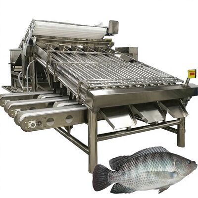 Bom preço Gradeiro de tilapia de alto rendimento de 4,9kw Sorteador de peixe de rolos Máquina de classificação de cavala Equipamento de dimensionamento de rolos de cavala para frutos do mar on-line