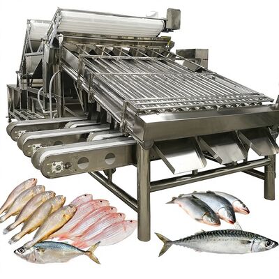 Bom preço Máquina de triagem automática Zolim de alta velocidade Saury Grader de rolos 1 pessoa Operador Pequenos peixes Equipamento de dimensionamento de frutos do mar on-line