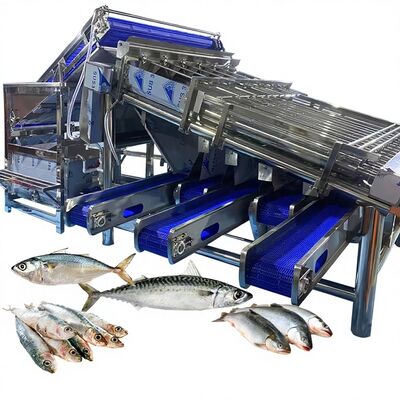 Bom preço Máquina de triagem de peixe à prova d'água Máquina de triagem de cavala Equipamento de triagem de peixe de grande capacidade para fábrica de peixe on-line