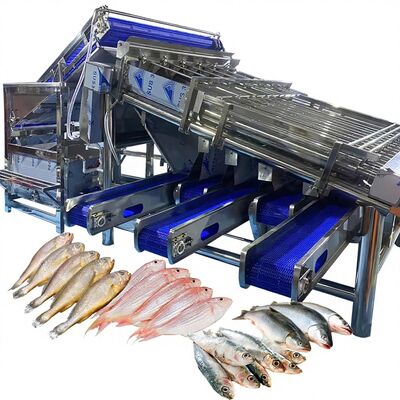 Bom preço Graduador amarelo pequeno eficiente do rolo do croaker da máquina de classificação do croaker para a planta dos peixes classificador dos peixes 4.9kw on-line