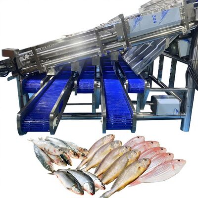 Bom preço 12 classificador automático de peixe de rolos para 4-5 tamanhos para peixe planta de peixe classificador automático de peixe de rolos máquina de classificação de peixe on-line