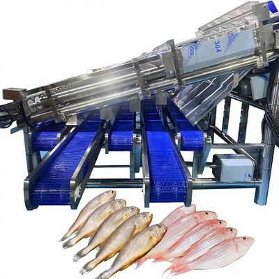 Bom preço Máquina de grande rendimento de ensaios de sardinha com 12 rolos linha automática de classificação de sardinha peixe rolos máquina de classificação de peixe on-line