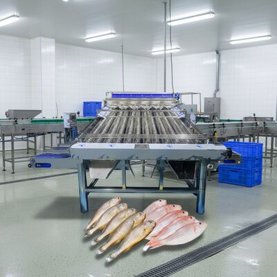 Bom preço Máquina de classificação de peixe de pequena capacidade Zolim Gradiente de peixe de alta qualidade Gradiente de peixe de pequena qualidade 4.4kw Gradiente automático de peixe on-line