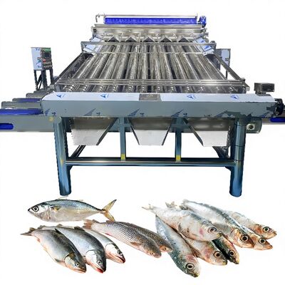 Bom preço 18pcs Roller SS304 Pequena máquina de classificação de peixes Pequena linha de classificação de peixes Pequena máquina de dimensionamento de peixes on-line