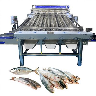 Bom preço Máquina de classificação de peixe para a fábrica de peixe on-line