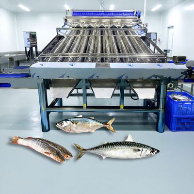 Bom preço Classificador de peixes de aço inoxidável, rolo 304, croaker, zolim, máquina de classificação de sardinha, cavala, máquina de dimensionamento de peixes pequenos on-line