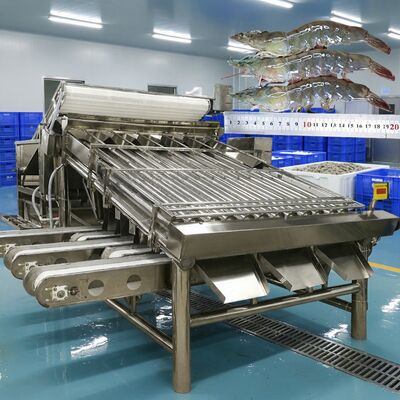 Bom preço Máquina de classificação de camarão anti-corrosição Zolim Máquina de dimensionamento de camarão Equipamento de triagem de camarão Máquina de processamento de camarão de 4,9KW on-line